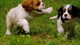 Playful Spaniels | Too Cute!