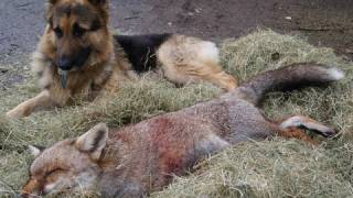 The biggest fox in Britain 2012