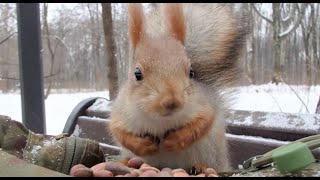 Не удалось покормить Ушастика, зато покормил Того Самого бельчонка / Fed the squirrel