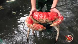 tasmanian giant crab / Crystal Crab