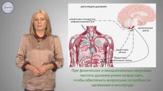 Биология 8 класс. Регуляция дыхания.