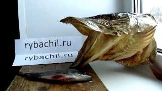 Чистка разделка окуня речного видео rybachil.ru