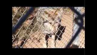 ACTV Presents: Southwest Wildlife Conservation Center