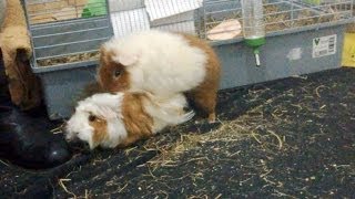 Cobayas Copulando (Sexo) / Guinea Pig Mating (Sex). HD