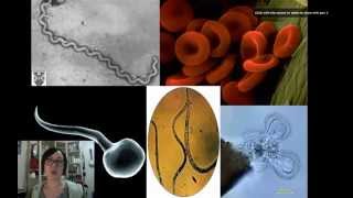 Cell Theory Flipped Lecture