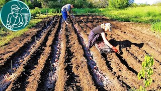Рекордный урожай без окучивания ???? В 4,5 раза больше Посадка картофеля сорта Беллароза под сеном