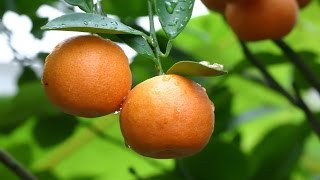 Как вырастить мандарин из косточки в домашних условиях