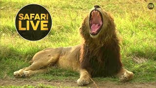 safariLIVE - Sunset Safari - July 31, 2018