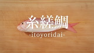 糸縒鯛（いとよりだい）のさばき方 - How to filet Golden Threadfin-bream -｜日本さばけるプロジェクト