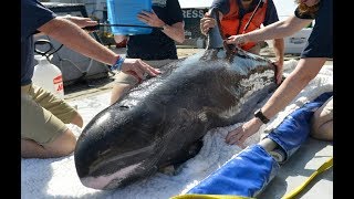 Рыбалка на азовском море супер мега фантастика нереальная