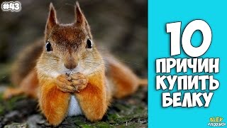 10 ПРИЧИН КУПИТЬ БЕЛКУ - Интересные факты!