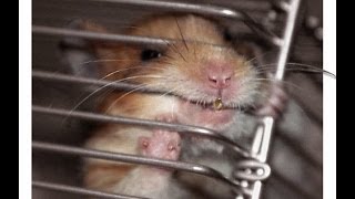 ratrace Инди Симулятор Мыши