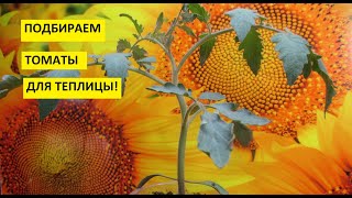 Томаты для теплицы. Неприхотливый сорт томата Любимый праздник идеален для выращивания в теплице.