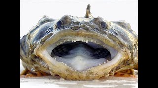 Самая опасная Рыба - камень, Рыба-жаба. Animals & fish.