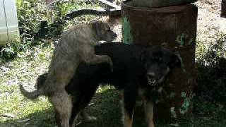perritos