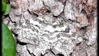 Мимикрия (Mimicry)