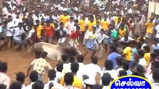 jallikattu P R china appu ( trichy stadium )