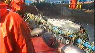 PESCA DE ATUNES EN LA ALMADRABA DE BARBATE