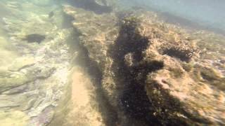 Нарвались на морских ежей