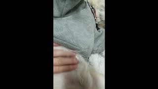 Dog's stomach gurgling