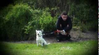 Gepp film-man poept in plantsoen-mag dat