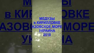 КИРИЛЛОВКА:  МЕДУЗЫ (Jellyfish)