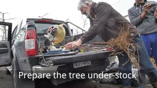 Bench grafting full term trees with the SCIONON SGC2-DSU.