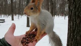 Почти Знакомая белка и три её дупла / An almost familiar squirrel and its three hollows