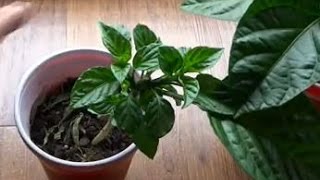 Перец !!! на 16 апреля Как обрываю семядольные листья, как поливаю, как выращиваю