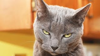 Лучшие приколы 2019 года с животными - лютые приколы коты собаки - greenli