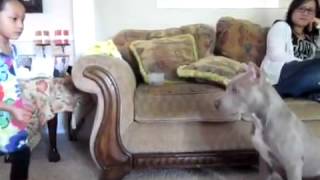 Gentle Pit Bull (Chase) playing with little girl (Sarah)