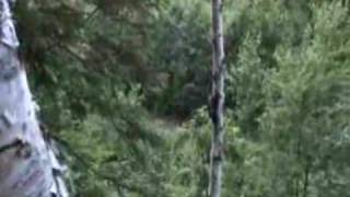 3 Legged Bear Walking Upright