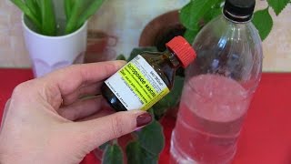 РЕЦЕПТ ЧУДОДЕЙСТВЕННОЙ ПОДКОРМКИ ДЛЯ ЦВЕТОВ
