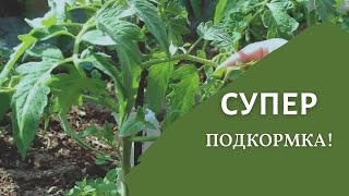 Самая важная подкормка томатов. Когда и чем?
