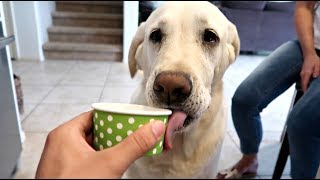 Dogs React to Ice Cream