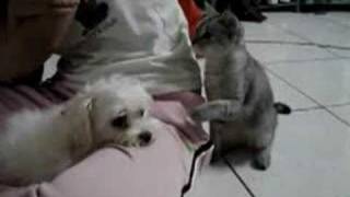 Cat Pushes Dog Too Far