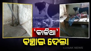 Brave Dog Saves Owners Life From A Poisonous Snake In Bhubaneswar