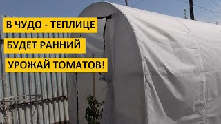 Чудо - теплица. Ранняя высадка томатов для получения раннего урожая со всеми подробностями.