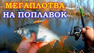 ЛОВЛЯ ГИГАНТСКОЙ ВЕСЕННЕЙ ПЛОТВЫ И ТОЛСТОЛОБОВ НА ПОПЛАВОК
