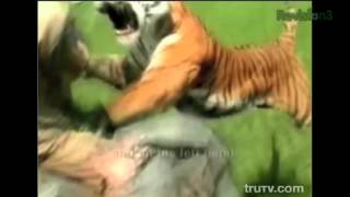 Охота на тигра-людоеда!!! Реальное нападение!!! Tiger vs Men