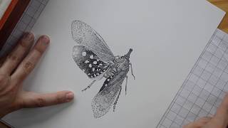 Alas de tinta: Carolina Rivera y la ilustración científica