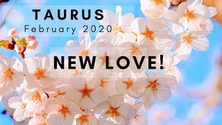 TAURUS: New Love!  February 2020