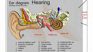 Sensory Systems