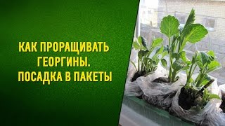 Как проращивать георгины  Посадка в пакеты