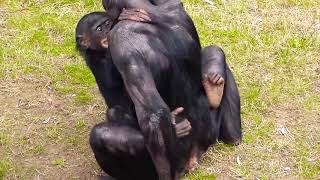 Chimpanzee Making Love
