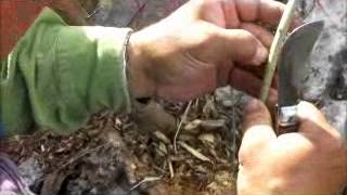 GRAFTING OLIVE TREES ΜΠΟΛΙΑΣΜΑ ΕΛΙΑΣ ΣΤΗ ΣΑΜΟ