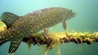 Fishing  pike & dead bait   perch strikes underwater  ловля щуки на живца
