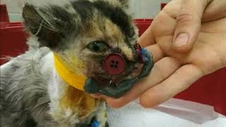 КОТЕНОК ПОПАЛ В ВЕНТИЛЯТОР, ЧТОБЫ ЕГО СПАСТИ ВЕТЕРИНАРЫ ПРИДУМАЛИ ЭТО #СПАСЕНИЕЖИВОТНЫХ