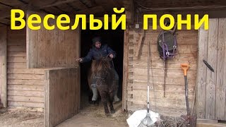 Весёлый понь. Клип