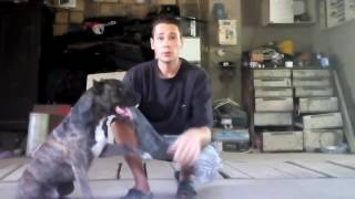 Дрессировка Амстаффа  Amstaff Training